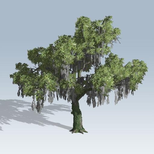 512x512 live oak - Live Oak Drawing