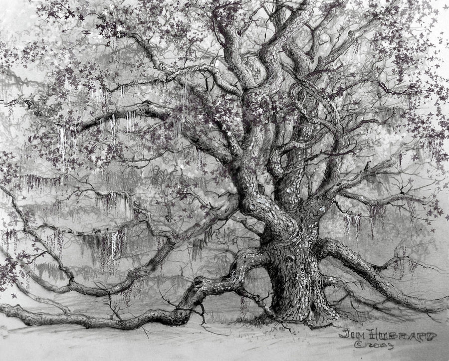 900x724 live oak drawing - Live Oak Drawing