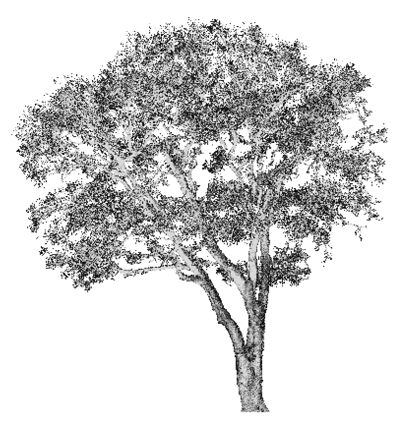 815x861 asd spectrometer spectra of coast live oak leaf and wood materials - Live Oak Drawing