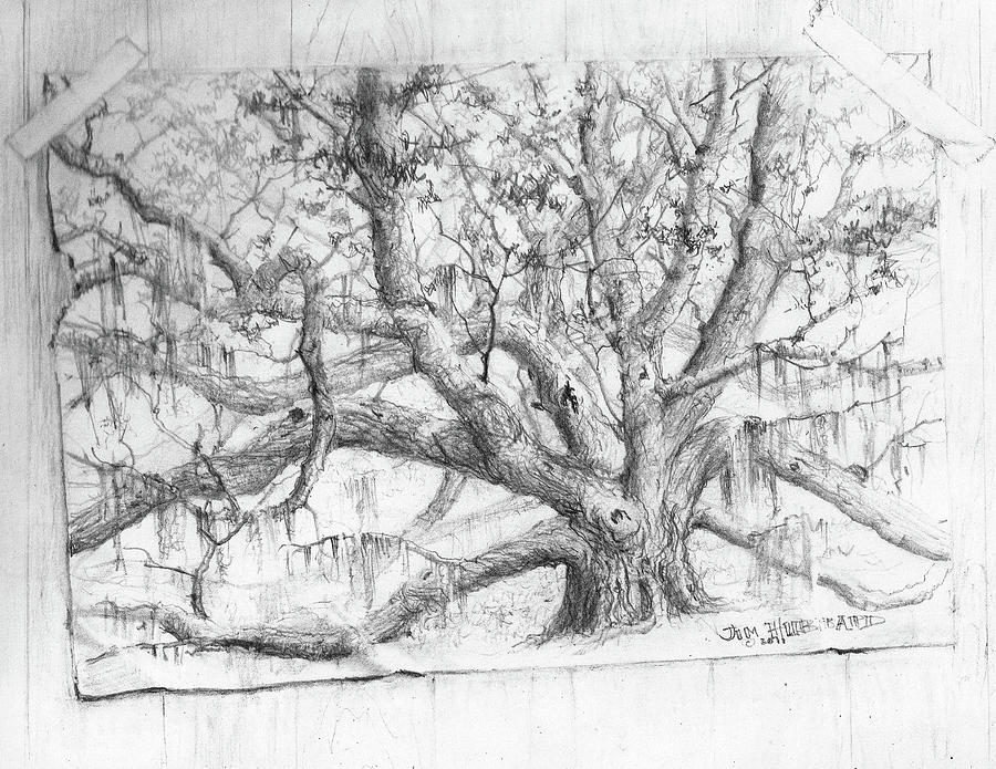 Live Oak Drawing at Explore collection of Live Oak