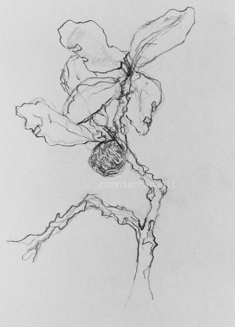 461x640 live oak twig - Live Oak Drawing
