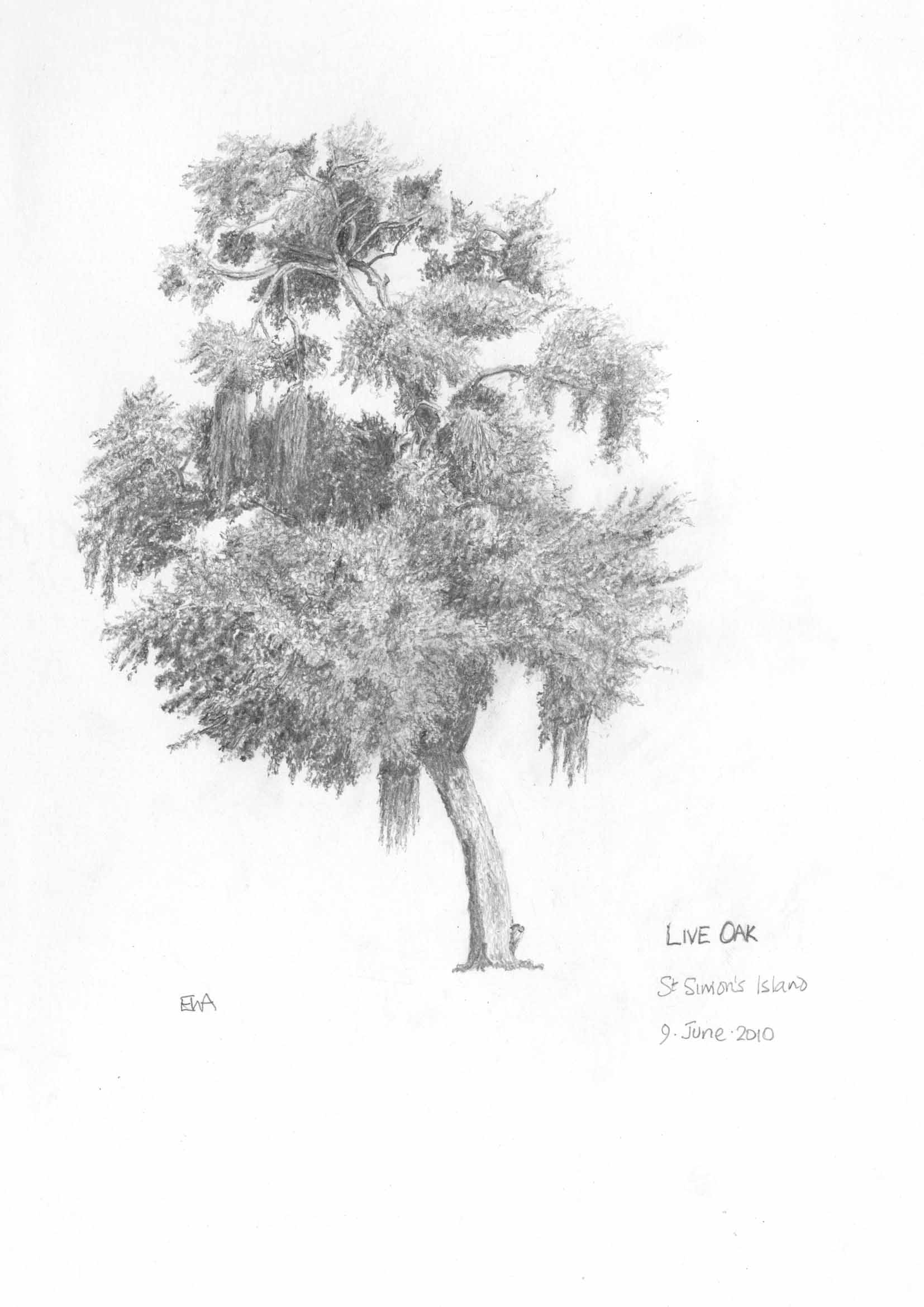 1654x2339 live oaks of georgia tree drawings - Live Oak Drawing