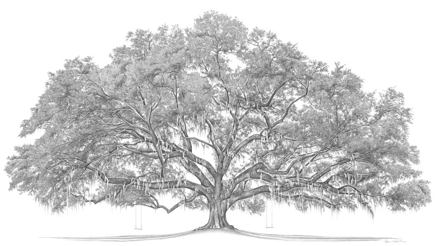 Live Oak Drawing At Paintingvalley Com Explore Collection Of