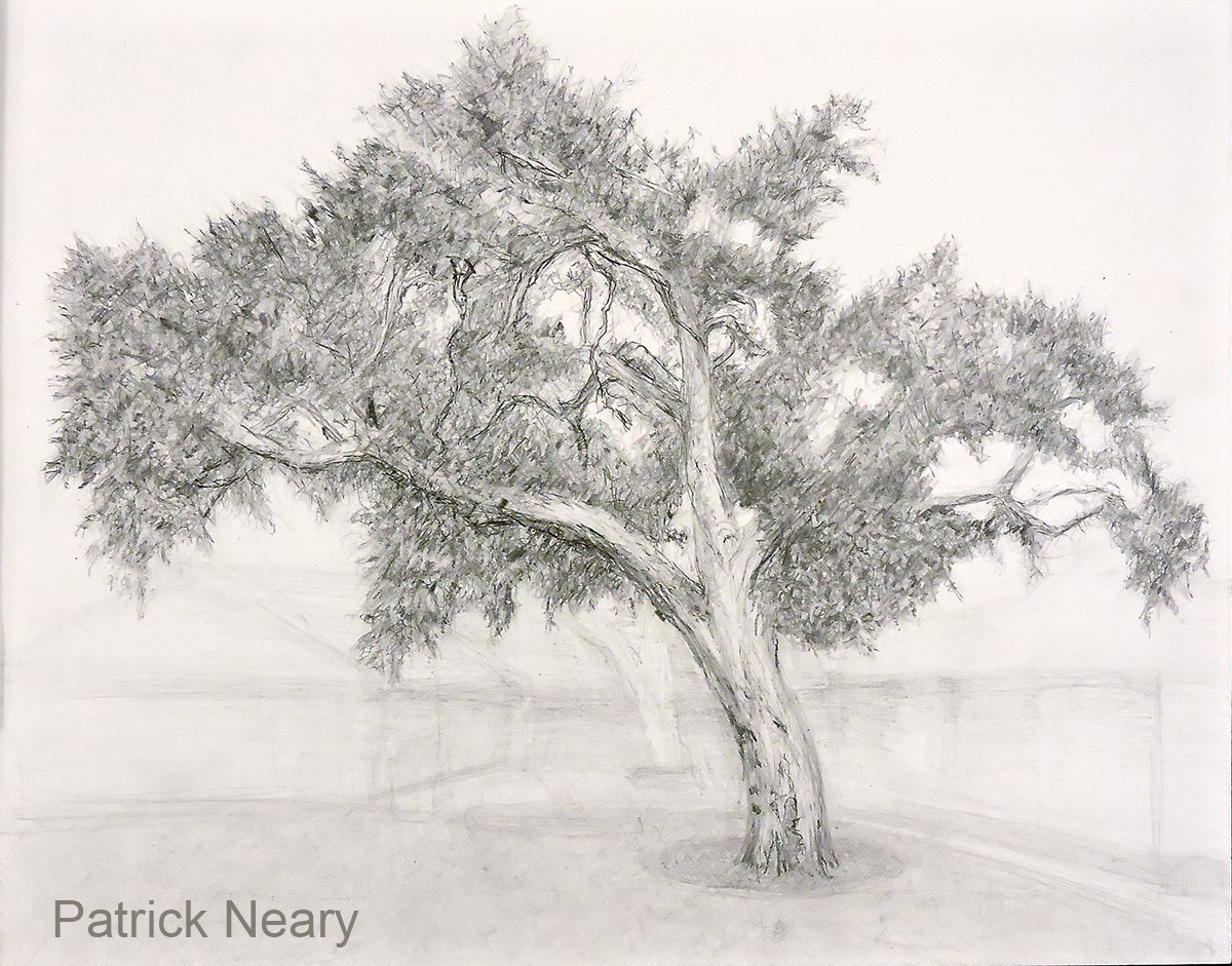 1200x941 patrick neary on twitter study, coast live oak - Live Oak Drawing