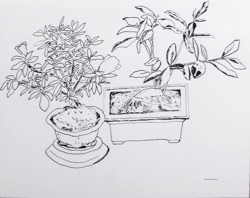 800x632 Artwork - Live Oak Drawing