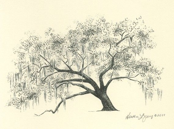 570x423 Watercolor Tree Painting - Live Oak Drawing