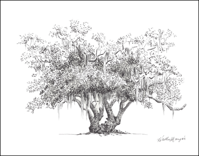 400x314 live oak trees flyoung studio - Live Oak Drawing