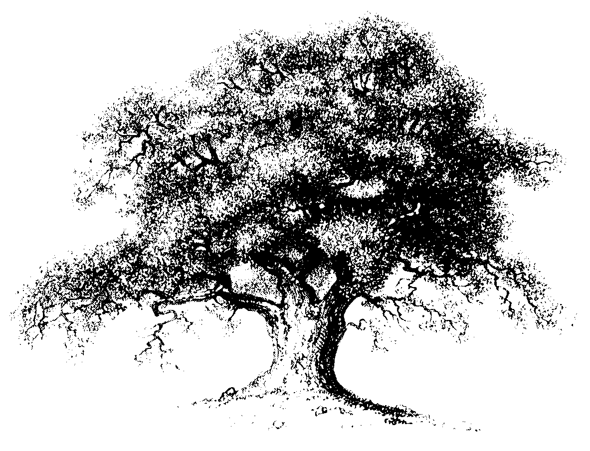 Live Oak Drawing At Explore Collection Of Live Oak Drawing