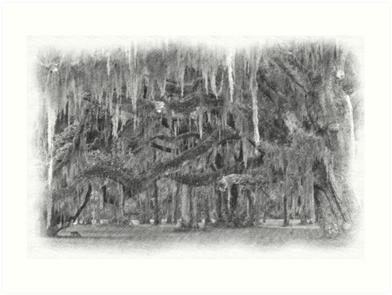 549x413 pencil drawing of moss covered live oak trees art prints - Live Oak Drawing
