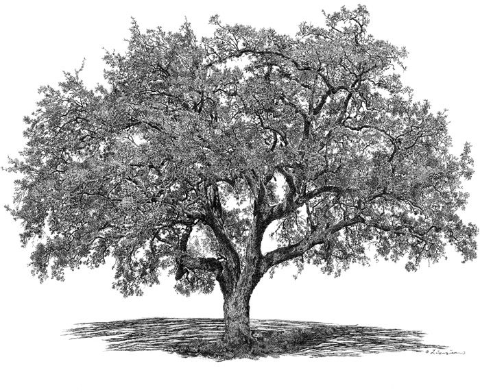 700x572 big tree studio live oak county charter oak don't forget - Live Oak Drawing