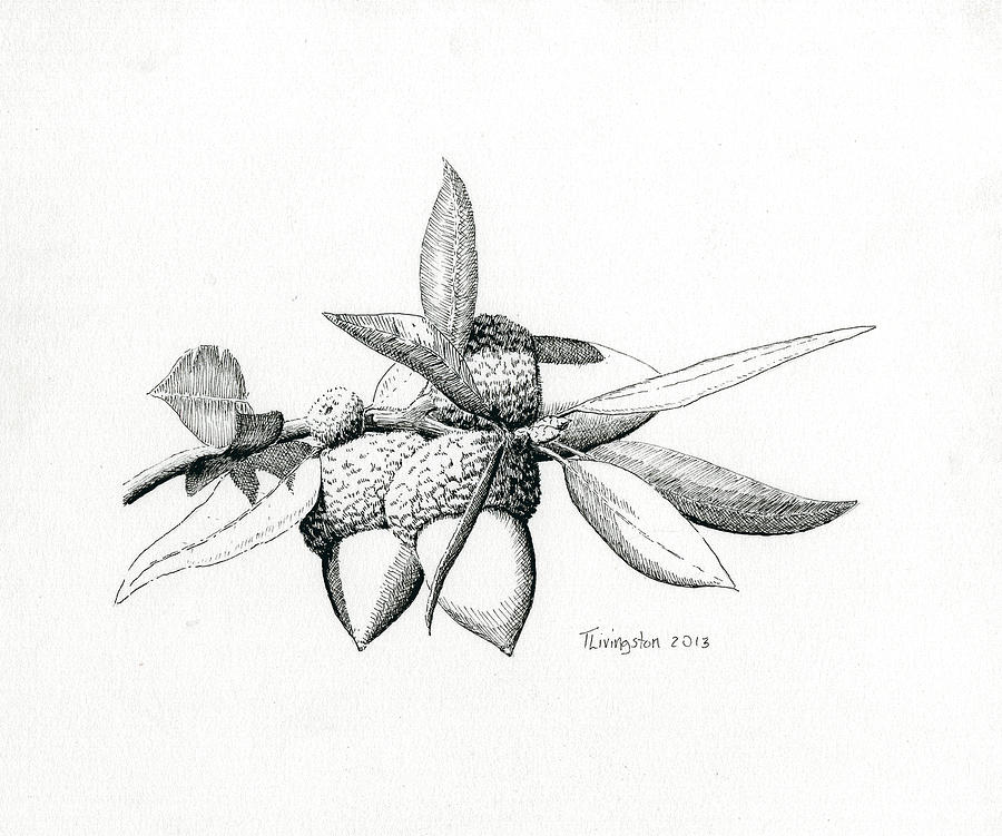 900x751 canyon live oak acorns drawing - Live Oak Drawing
