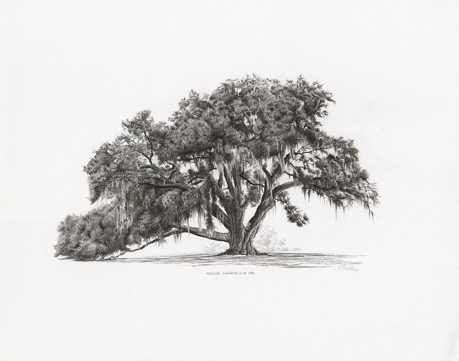 900x709 cellon oak florida champion live oak drawing - Live Oak Drawing