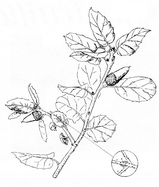 553x651 coast live oak cnps slo - Live Oak Drawing