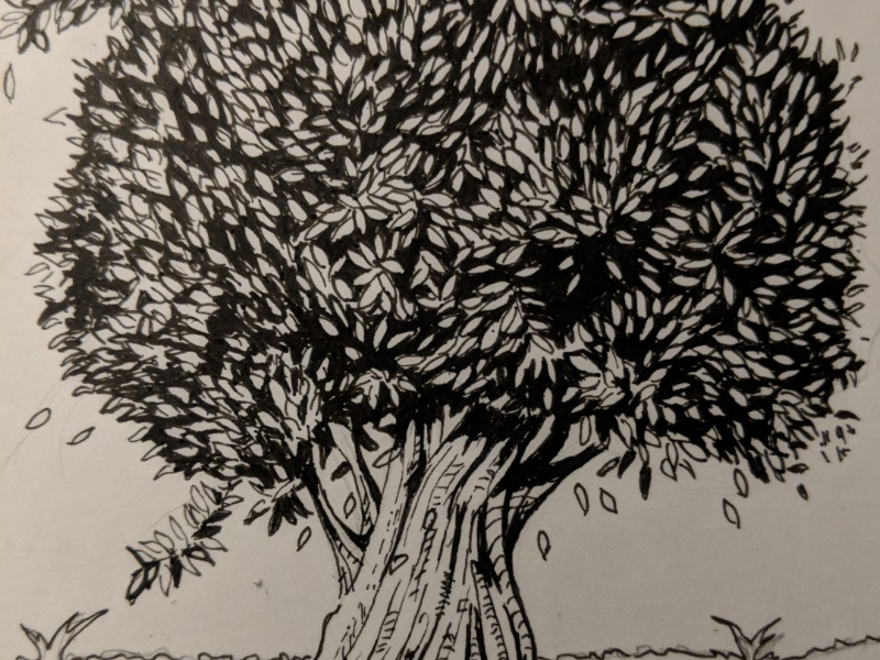 800x600 coastal live oak - Live Oak Drawing