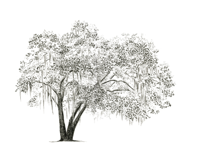 400x314 coffee bluff live oak flyoung studio - Live Oak Drawing