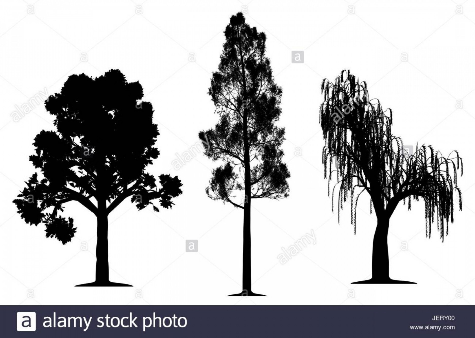 1872x1332 Huge Collection Of 'live Oak Tree Silhouette' Download More Than - Live Oak Tree Drawing