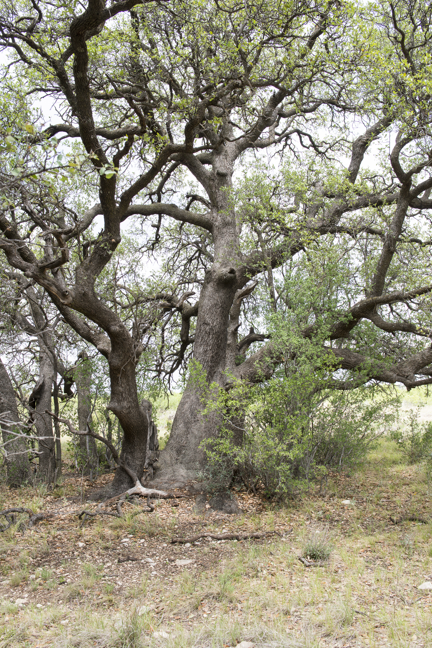 1668x2500 live oak draw ranch - Live Oak Tree Drawing