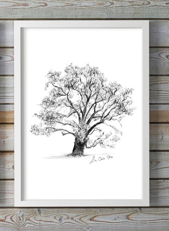 570x780 live oak tree art tree drawing print wall art etsy - Live Oak Tree Drawing