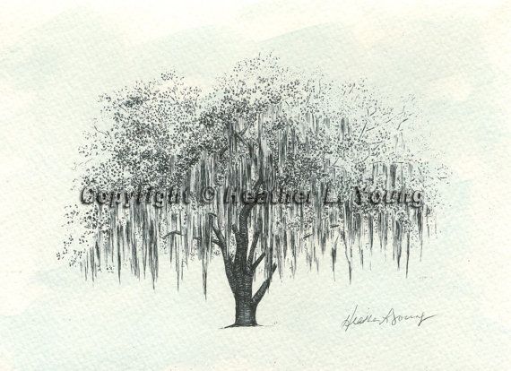 570x414 Live Oak Tree Drawing Print - Live Oak Tree Drawing