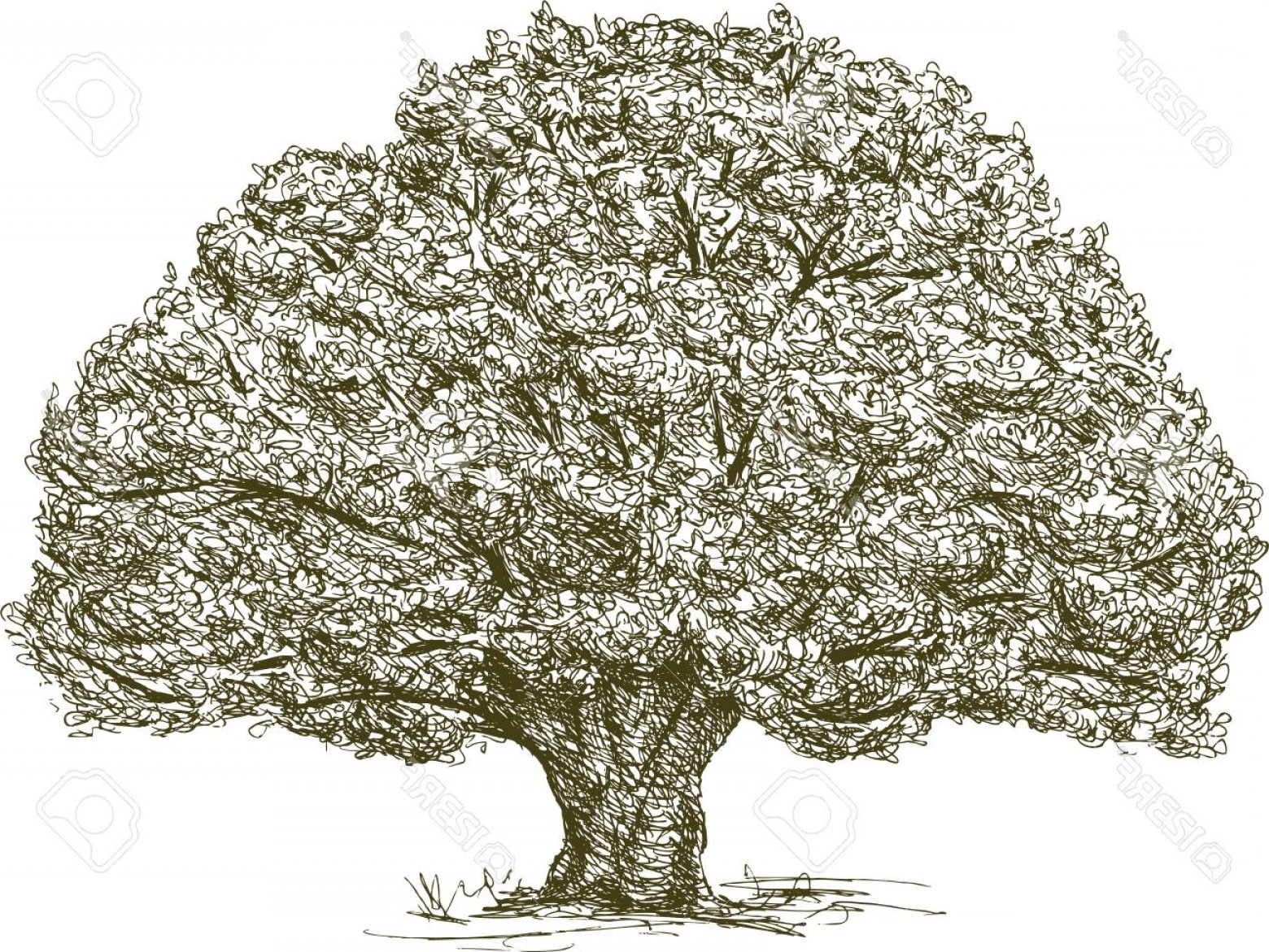 1560x1171 Photostock Vector Old Oak Tree Vector Drawing Soidergi - Live Oak Tree Drawing