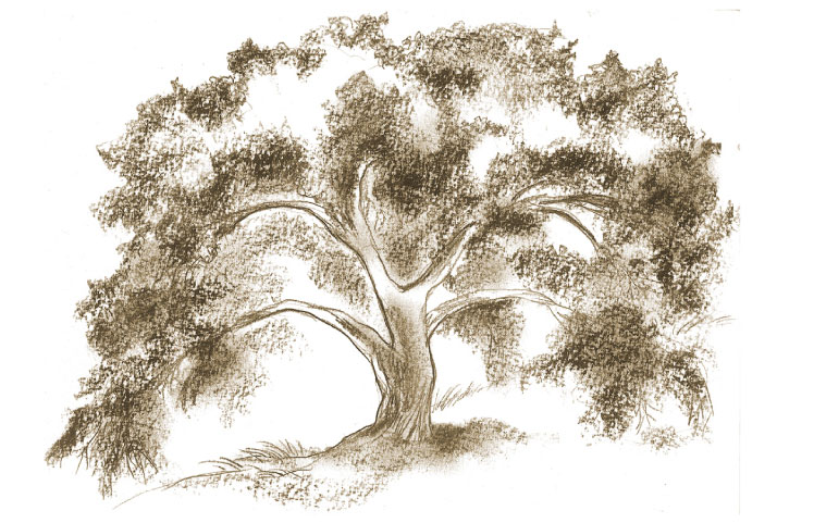 Live Oak Tree Drawing at PaintingValley.com | Explore collection of ...