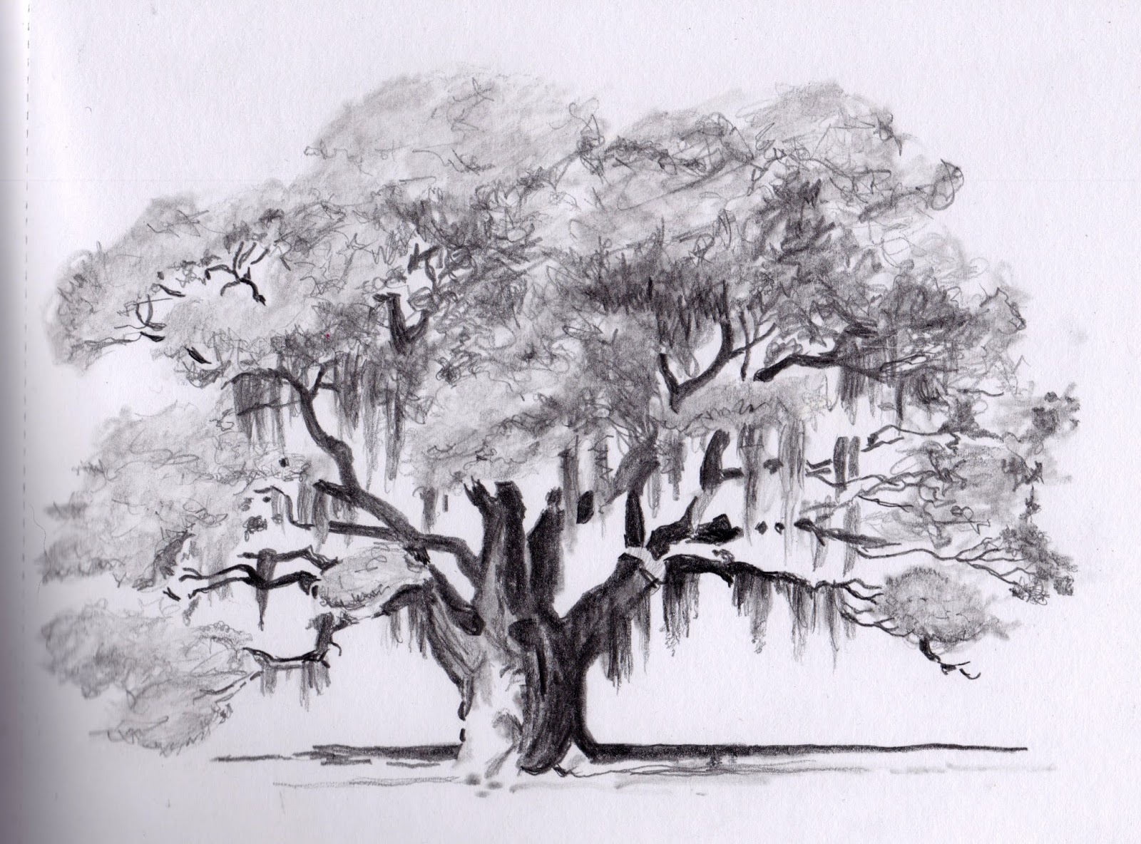 Live Oak Tree Drawing at Explore collection of