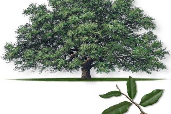 600x400 Sorelle Tree Farm, Inc - Live Oak Tree Drawing
