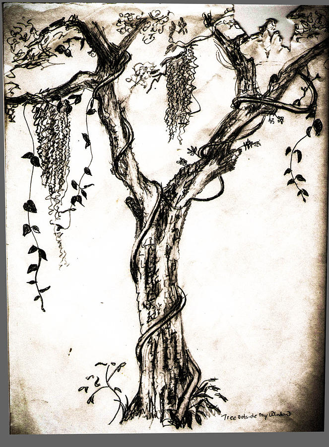 663x900 Tree Outside My Drawing - Live Oak Tree Drawing