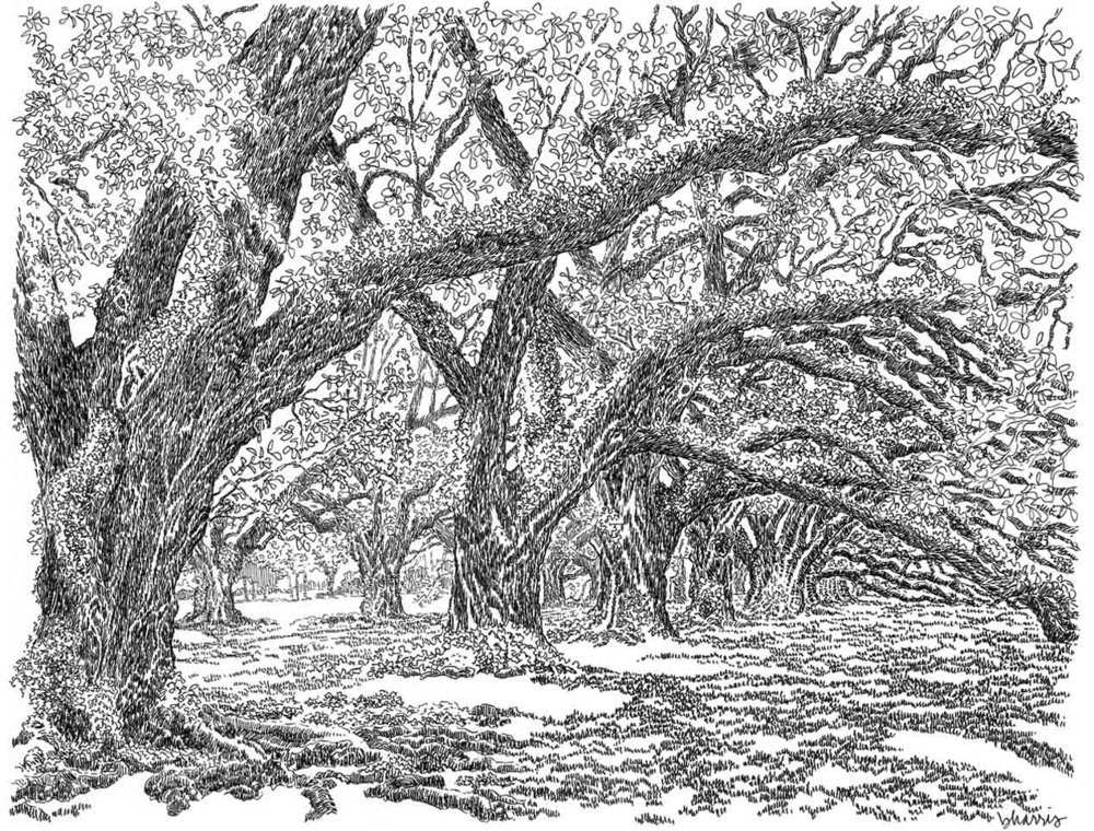 Live Oak Tree Drawing at Explore collection of