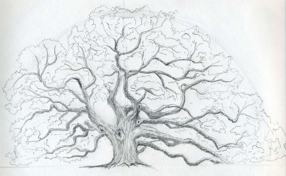 1000x616 draw an oak tree angel oak tree - Live Oak Tree Drawing