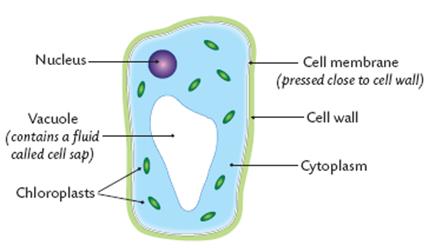 429x252 Cell Structure - Liver Cell Drawing