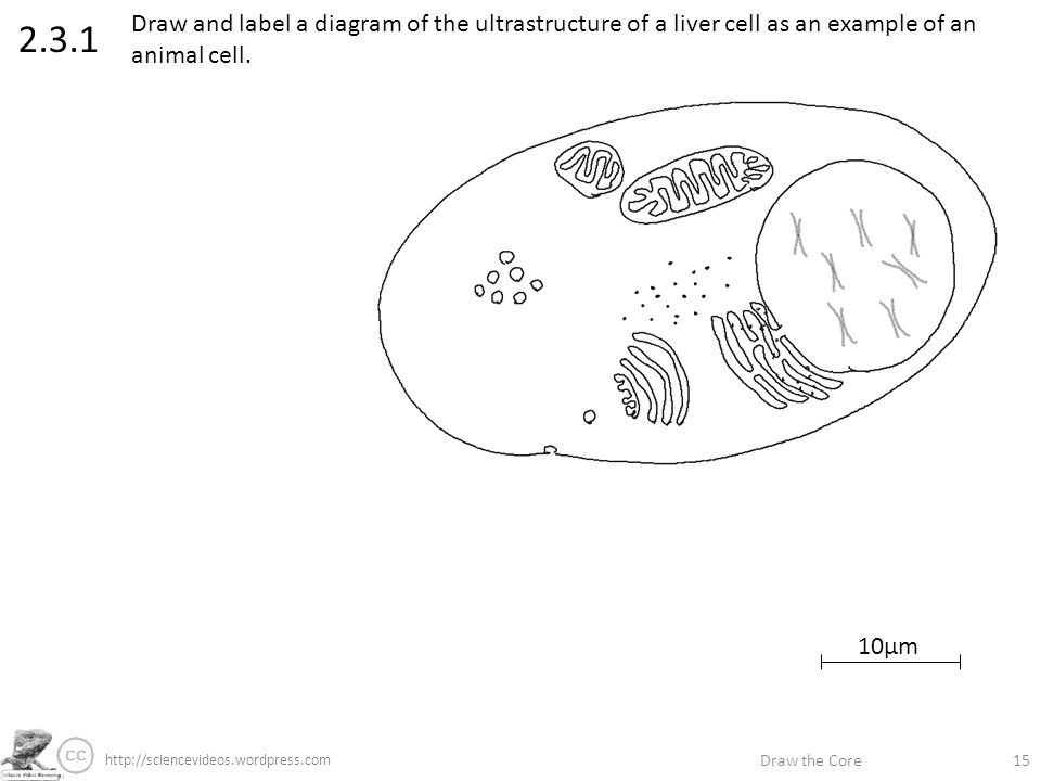 960x720 draw the core label if you're able annotate if you're great - Liver Cell Drawing