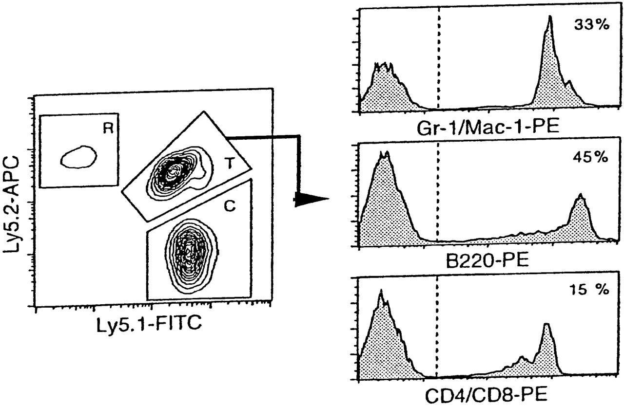 1280x834 expansion of hematopoietic stem cells in the developing liver - Liver Cell Drawing