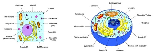 500x176 ib bio drawing objectives flashcards quizlet - Liver Cell Drawing