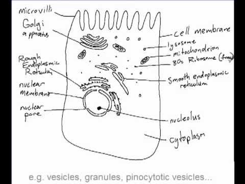 480x360 ib biology drawing a liver cell - Liver Cell Drawing