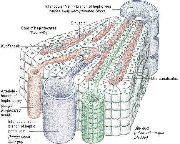 612x489 liver - Liver Cell Drawing