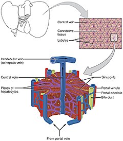 240x274 liver - Liver Cell Drawing