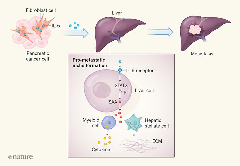 800x555 Molecular Envoys Pave The Way For Pancreatic Cancer To Invade - Liver Cell Drawing