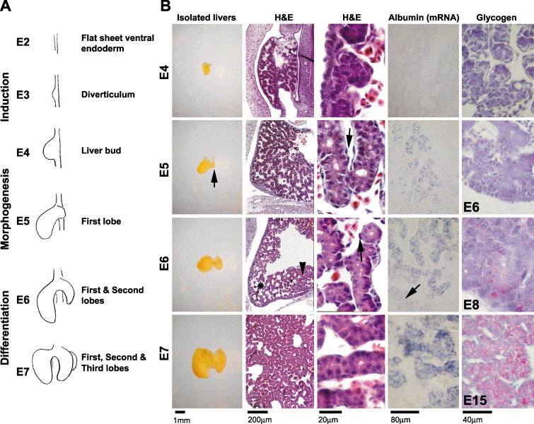 755x600 morphogenesis of chicken liver identification of localized growth - Liver Cell Drawing