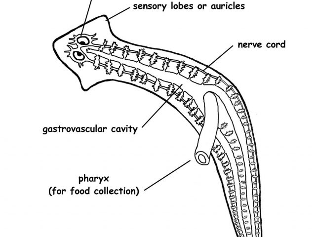 640x480 pictures well labelled liver - Liver Cell Drawing