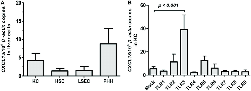 850x308 expression in subpopulation of liver cells and its - Liver Cell Drawing