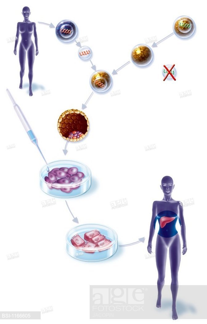 672x1050 cell, drawingltbrgtproduction of liver cells ltbrgtillustration of how - Liver Cell Drawing