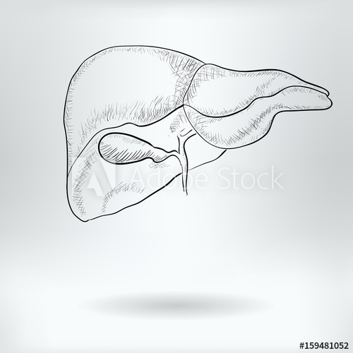 500x500 cartoon symbol of liver - Liver Drawing