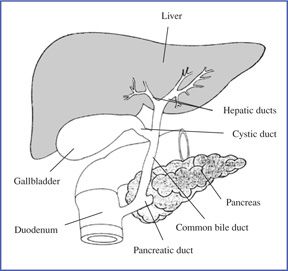 288x271 drawing of the biliary system the liver, gallbladder, pancreas - Liver Drawing