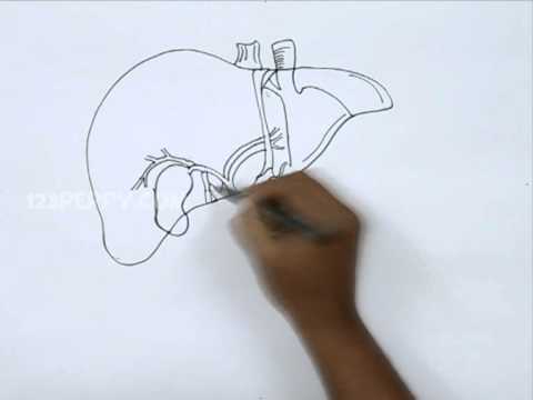 480x360 how to draw a liver - Liver Drawing