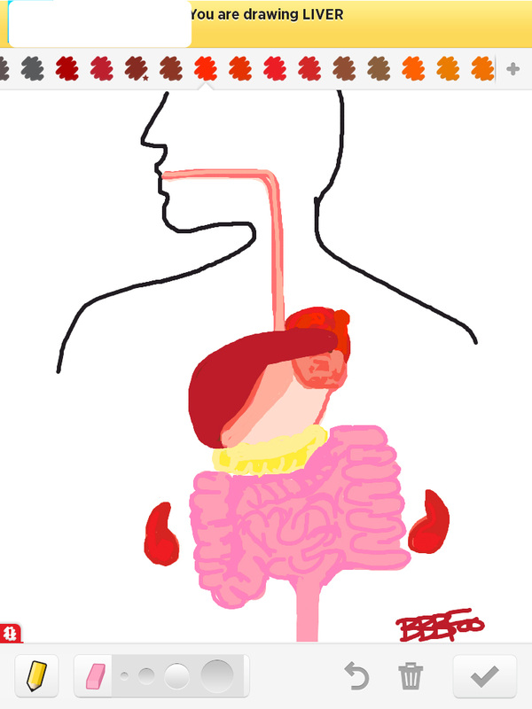 600x800 how to draw liver - Liver Drawing