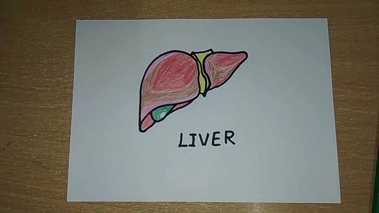 1280x720 how to draw a liver human organs drawing easy step - Liver Drawing