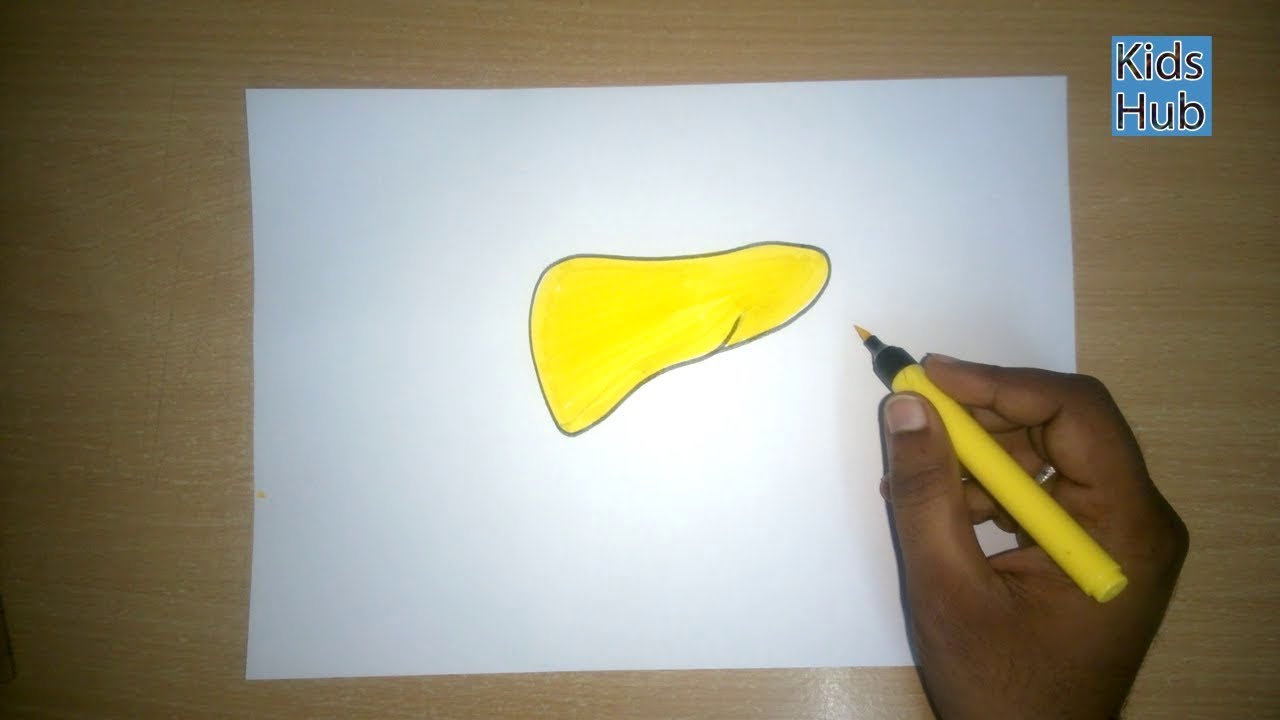 1280x720 how to draw a liver parts of the inner body easy step - Liver Drawing
