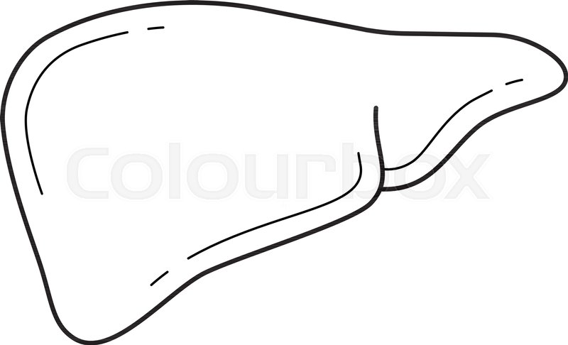 800x486 human liver vector line icon isolated stock vector colourbox - Liver Drawing