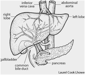 337x297 liver cell diagram pretty rule of your liver as a viral filter - Liver Drawing